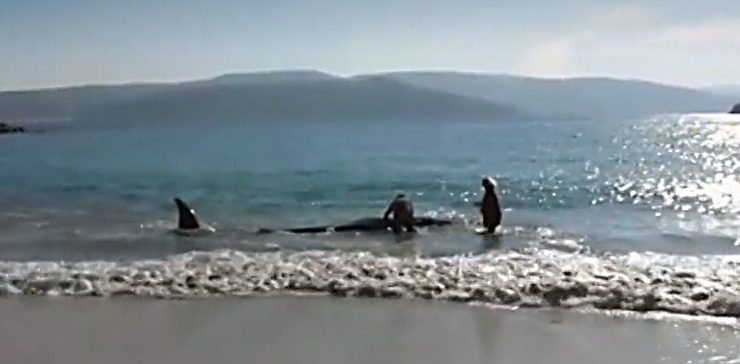 Rescate dunha cría de balea común varada na praia de Bares / La Sexta.