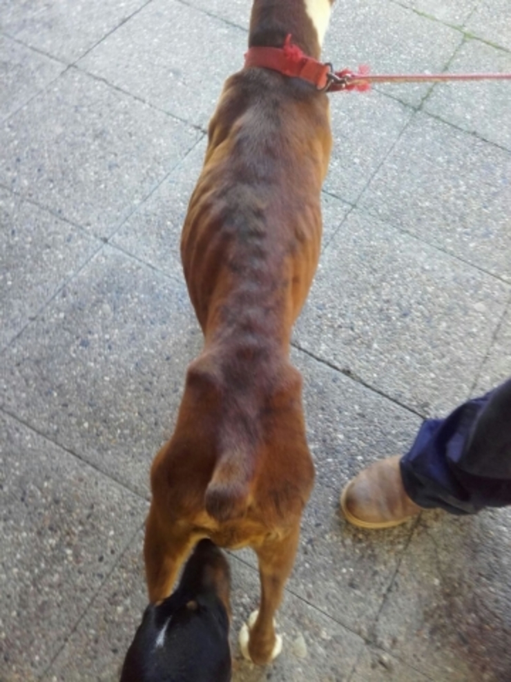 Boxer adulta que, segundo recoñeceu persoal do centro, levabas 5 meses na Canceira Mougá. Pesaba 18 quilos. Só un mes despois de saír de alí, engordara 10 quilos. Boxer da canceira de Mougá, na comarca de Ferrol, que pesaba 10 quilos cando foi adoptada 