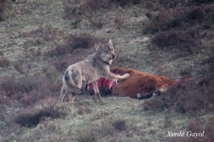 Lobo adulto comendo carroña en Asturies, foto publicada en 2010 / Xarde Gayol naturalezacantabrica.es