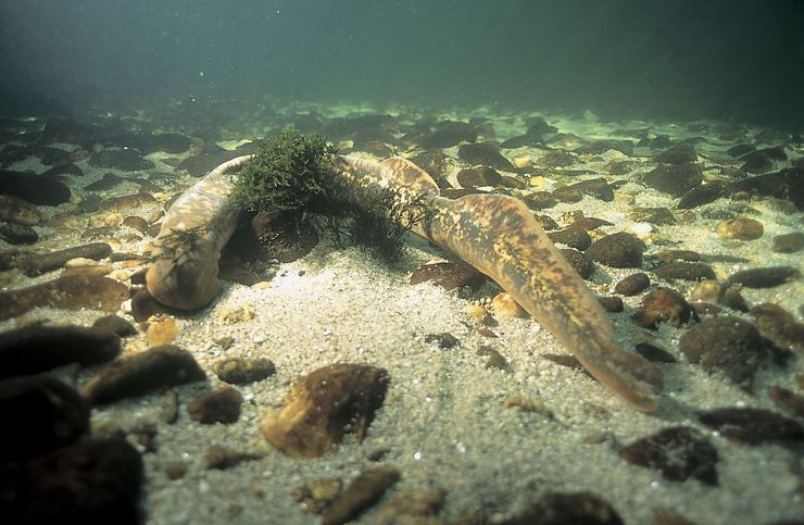 Unha lamprea no río Miño 
