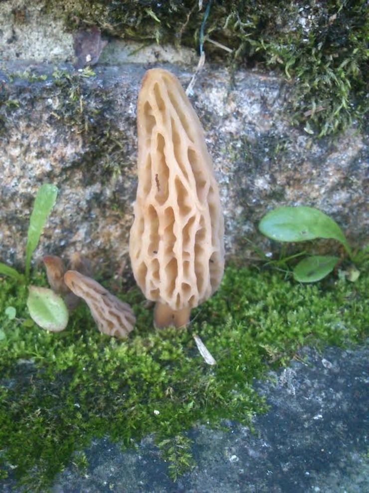 Morchella rufobrunnea, nova especie de cogomelo atopada en Galicia / Adenco