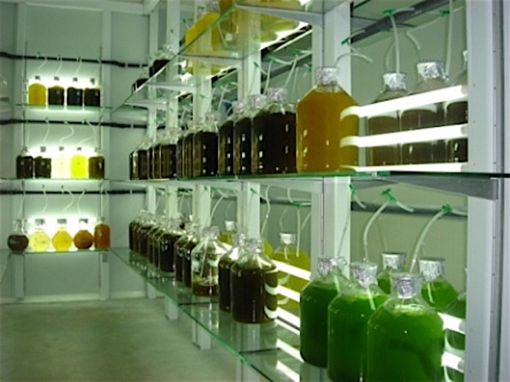 Cámara de cultivo de microalgas / USC.