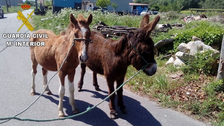 Burro e poldro subtraídos en Padrón e Rianxo