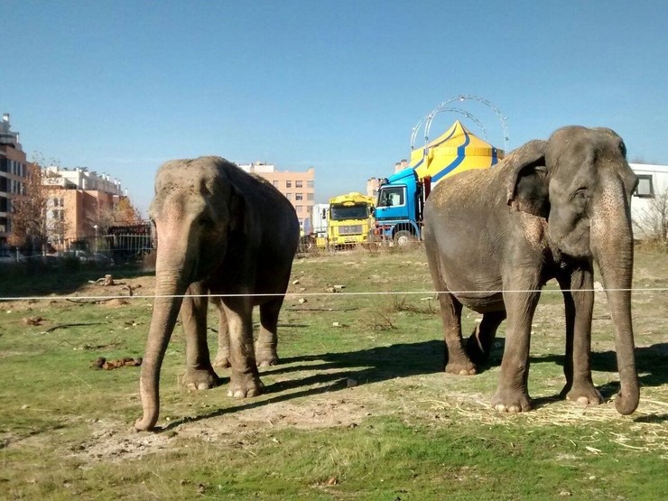 Dous elefantes nun circo