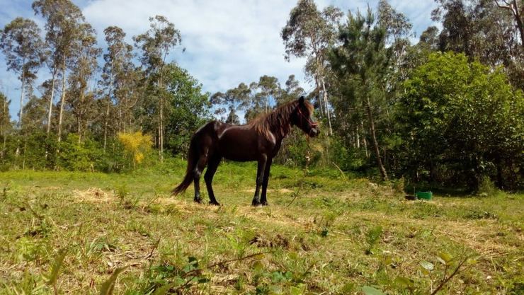 Egua adoptada en Ferrol 