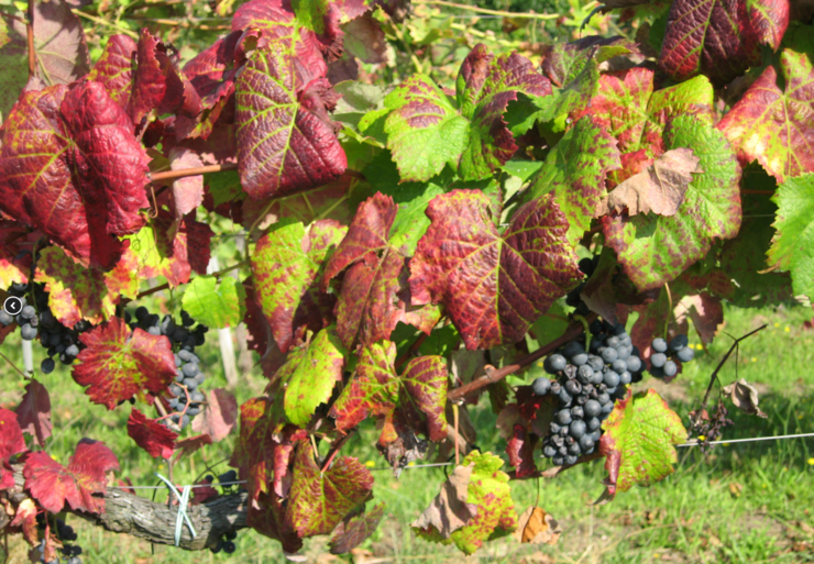 Variedade de uva Tinta Castañal 