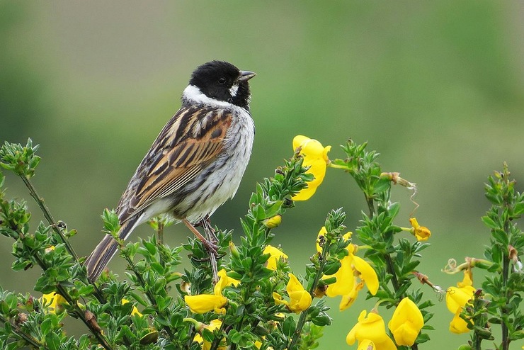 Escribenta das canaveiras (Emberiza schoeniclus) 