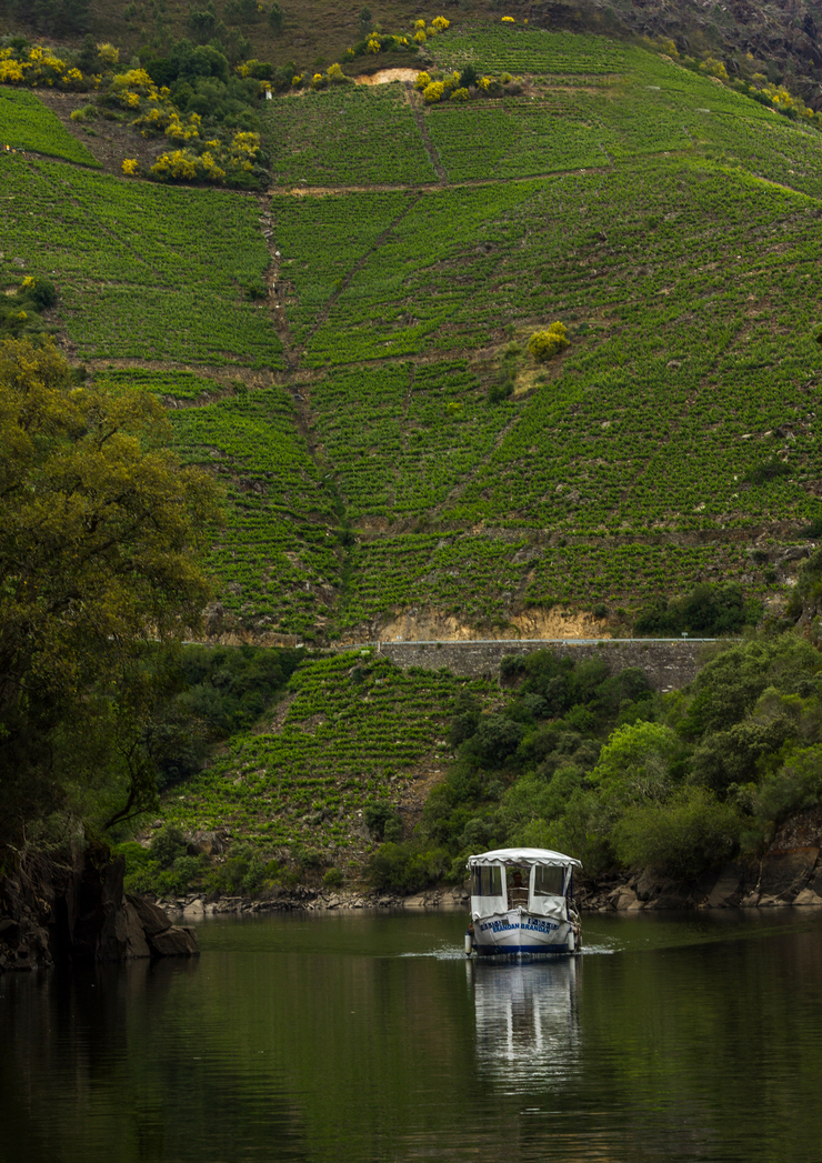 Ladeira de viñedos e catamarán