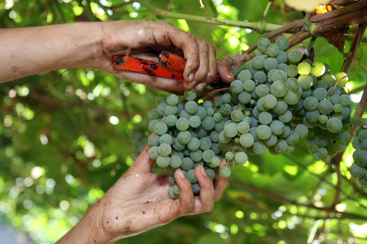 Vendima nas Rías Baixas.