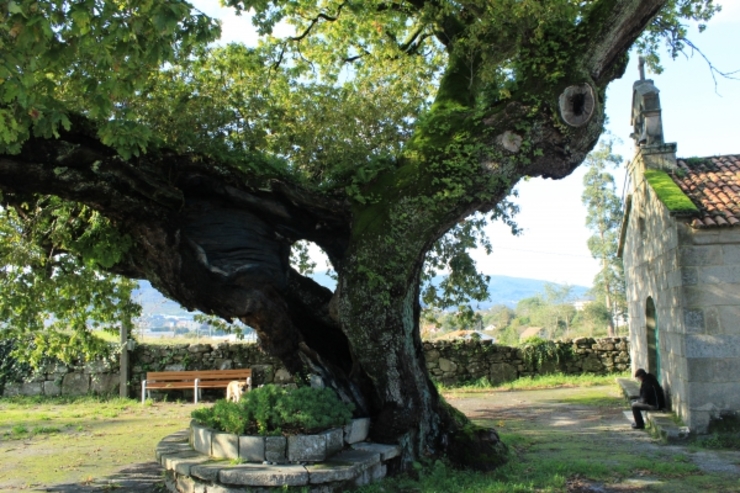 O carballo de Santa Margarida, en Mourente (Pontevedra) 