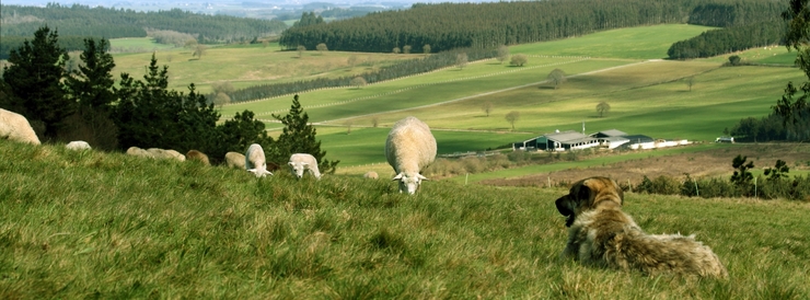 Mastín Leonés vixiando un reballo de ovellas 