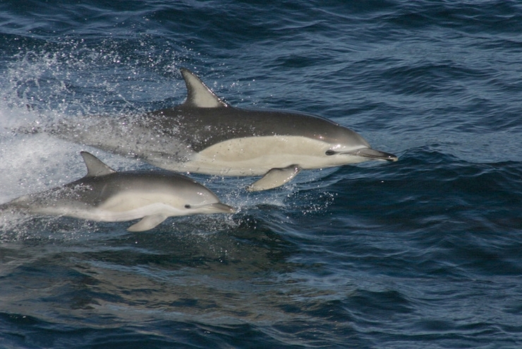 Golfiños comúns / Wikipedia.