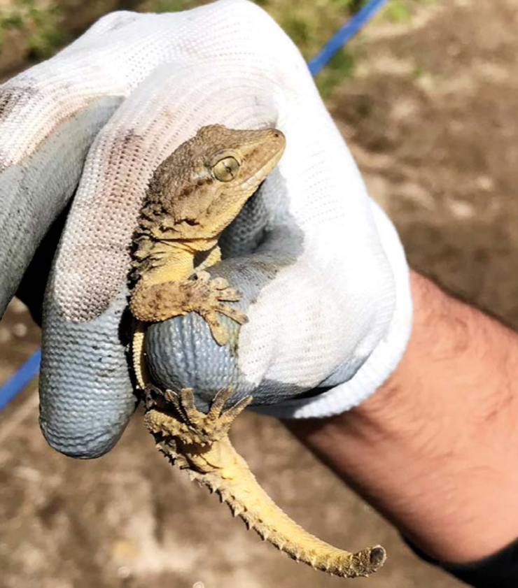Exemplar de osga común (Tarentola mauritanica) introducido accidentalmente en Ons tras a súa captura 
