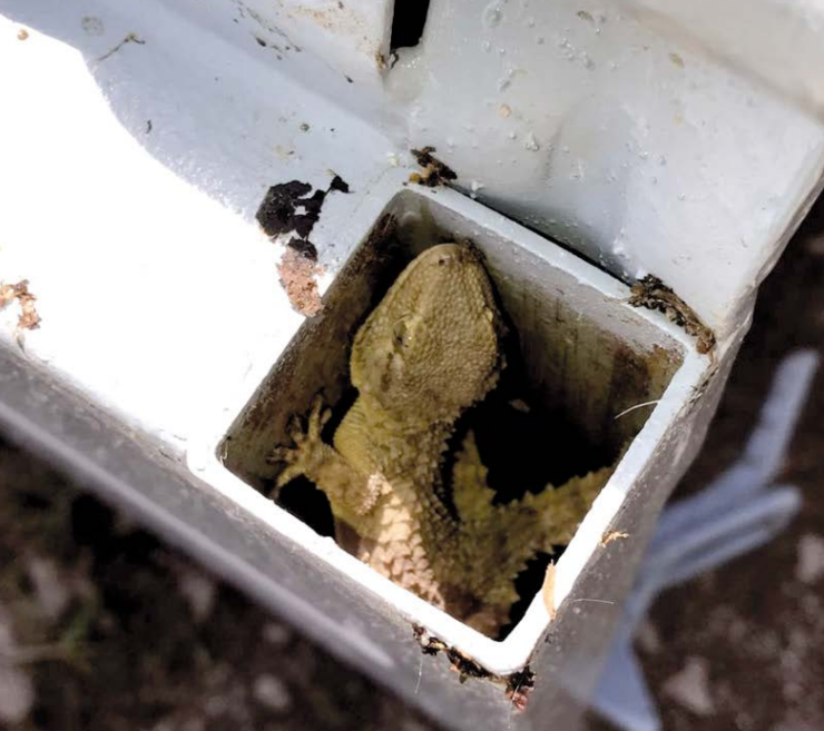 Exemplar de osga común (Tarentola mauritanica) introducido accidentalmente en Ons, no remolque no que foi atopado 