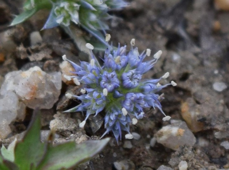 O Cardiño da lagoa ou Eryngium viviparum 