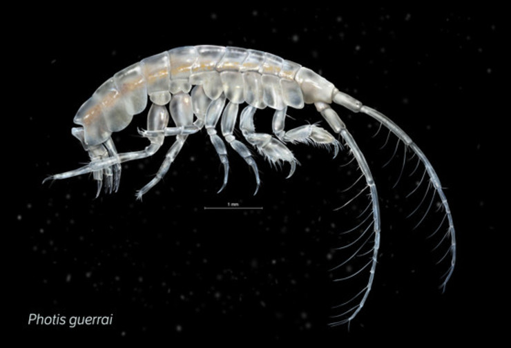 A nova especie de crustáceo dos fondos mariños de Galicia 