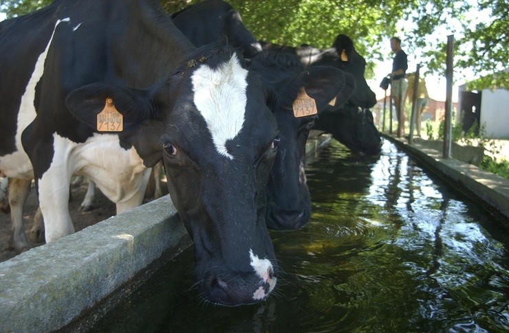 Vacas bebendo / cedida