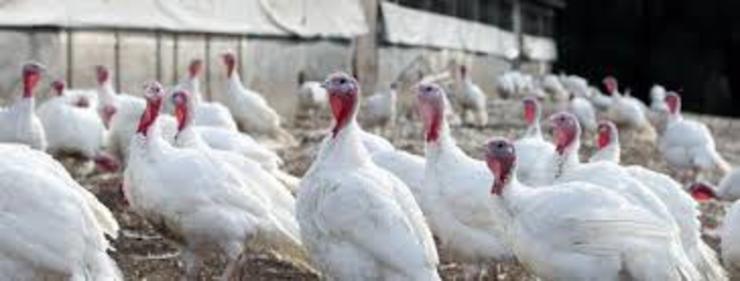 Pavos nunha granxa / animalia