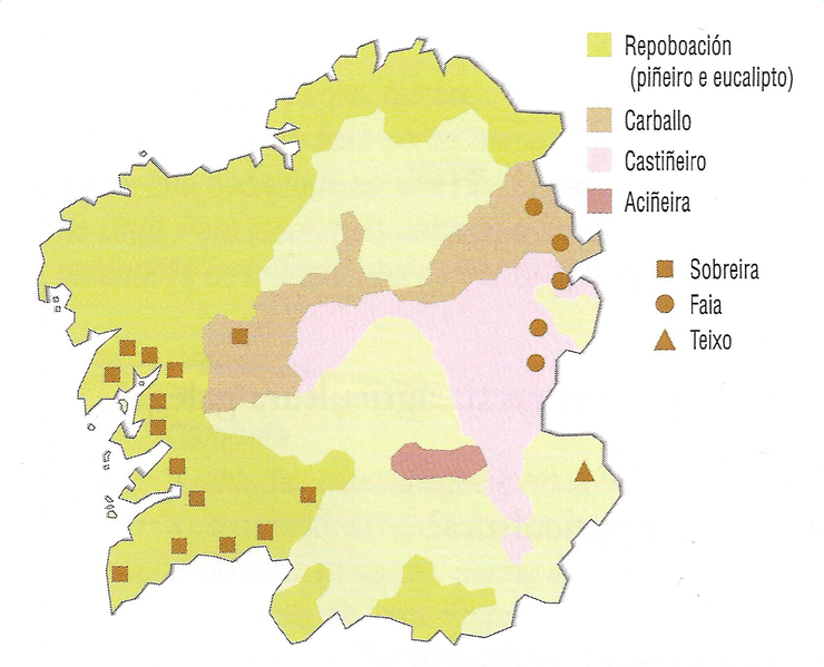 distribución do eucalipto