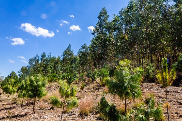 Unha plantación de piñeiros fronte a outra de eucaliptos / CG