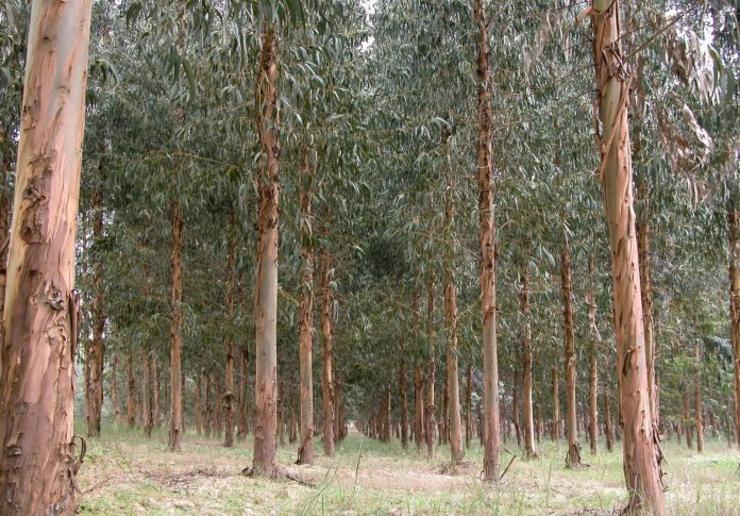 Plantación de eucaliptos / AXM