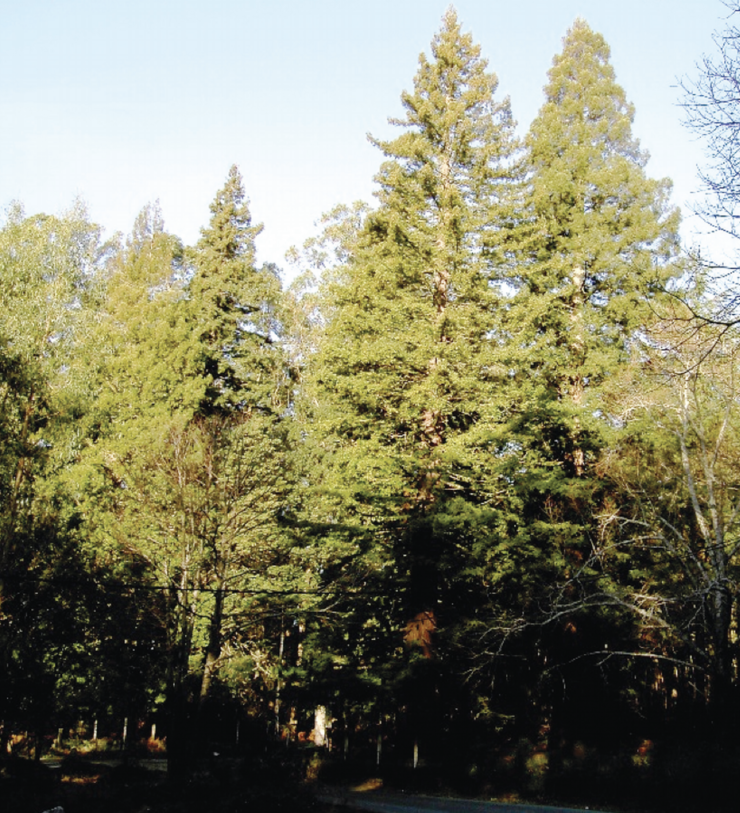 Sequoias da Leira Forqueiros (Bueu, Pontevedra).