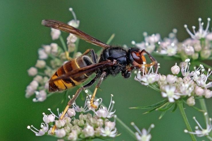 Avespa velutina 