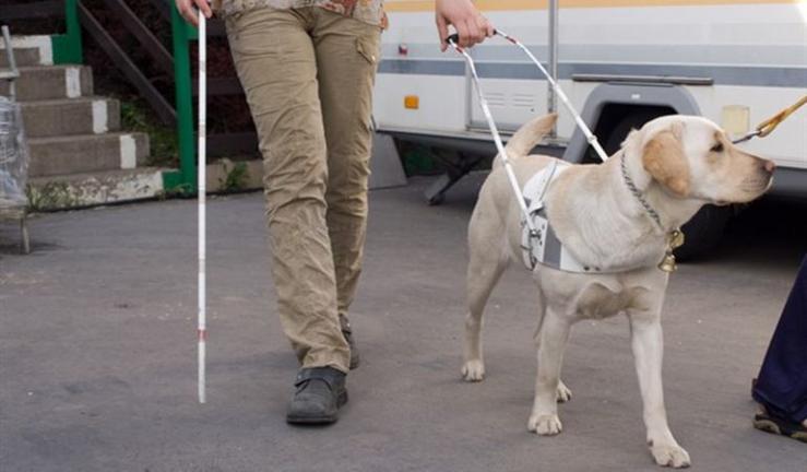 Un can guía de axuda a invidentes cunha persoa cega / ser.es