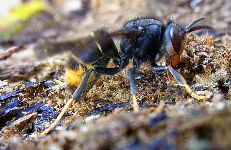 Exemplar de avispa asiática, unha especie invasora. Vespa Velutina. ANECPLA - Archivo 