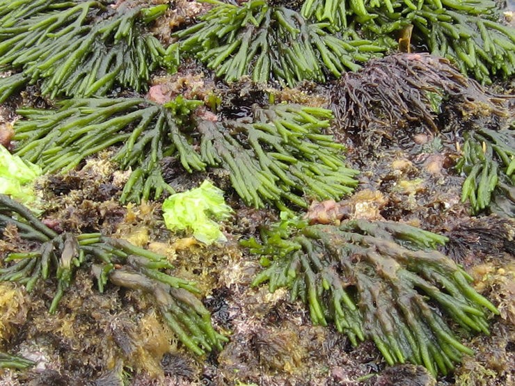 A codium fragile é unha das algas invasoras máis comúns en Galicia