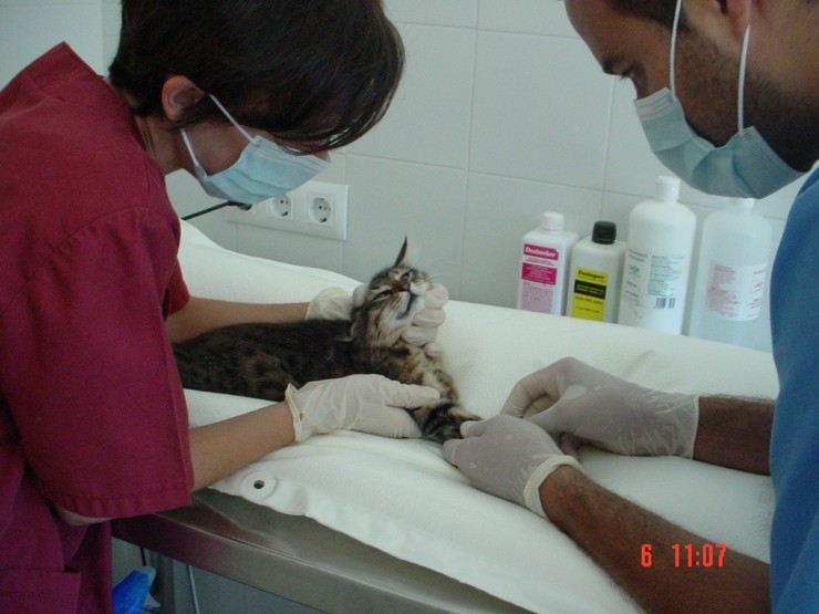 Intervención nunha clínica veterinaria. EUROPA PRESS
