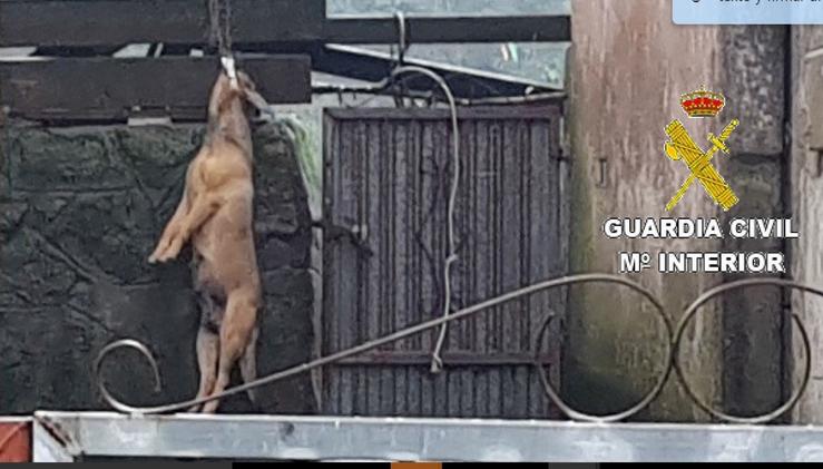Detida unha muller por malos tratos animais en Fisterra (A Coruña).. GUARDIA CIVIL 