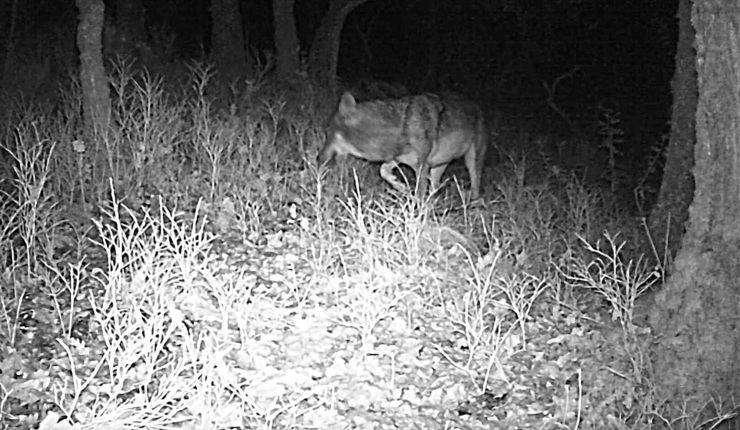 Lobo ibérico nun bosque galego, de noite 