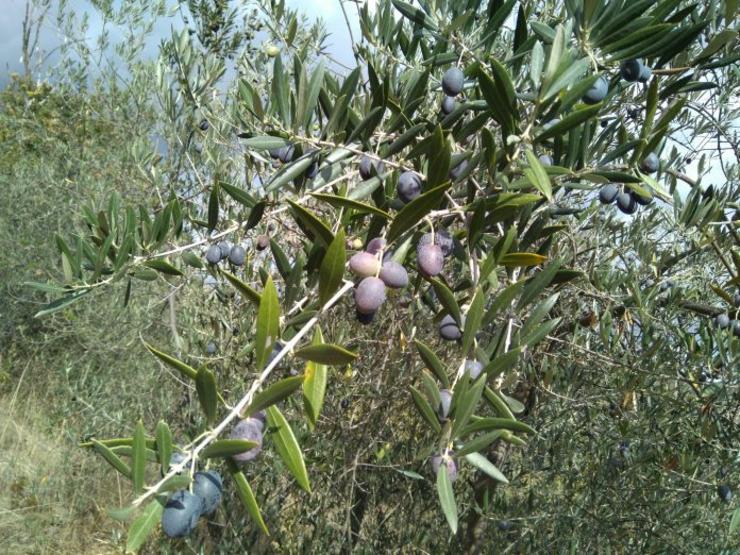 Oliveiras en Taboada 