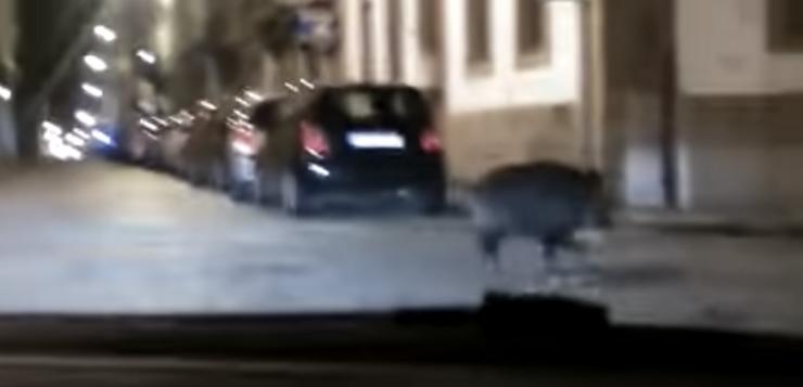 Un xabarín paseando polo centro de Ferrol / Francisco Fontela.