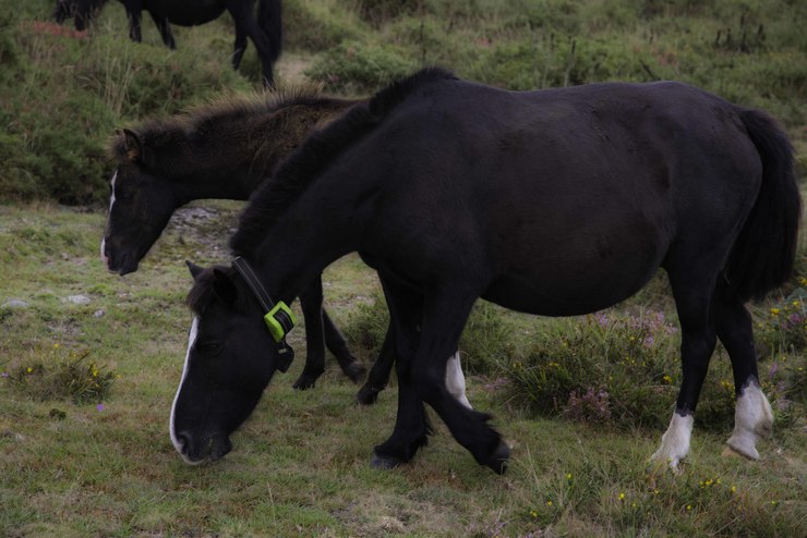 Primeiro cabalo de Sabucedo cun GPS instalado. / Asociación Rapa das Bestas