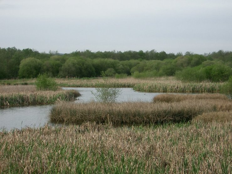 Gándaras de Budiño, un espazo protexido ao pe do río Louro / panoramio