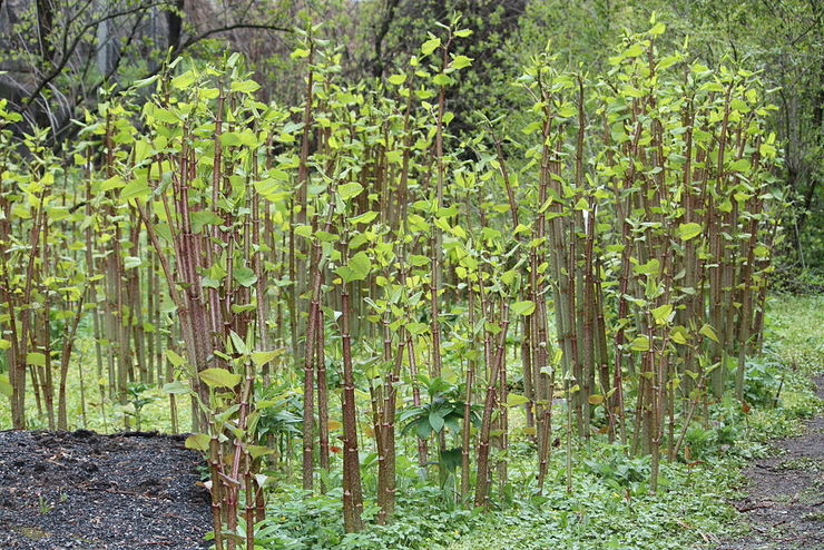 A fallopia japonica, unha das especies invasoras máis perigosas de Galicia 