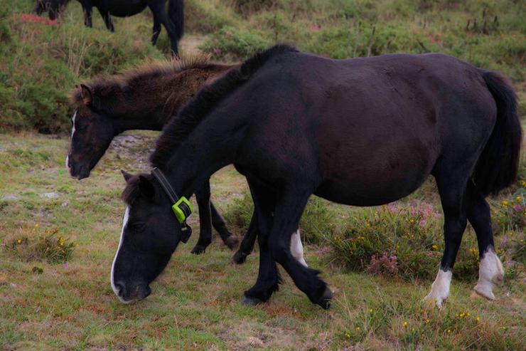 Cabalos bravos no monte galego 