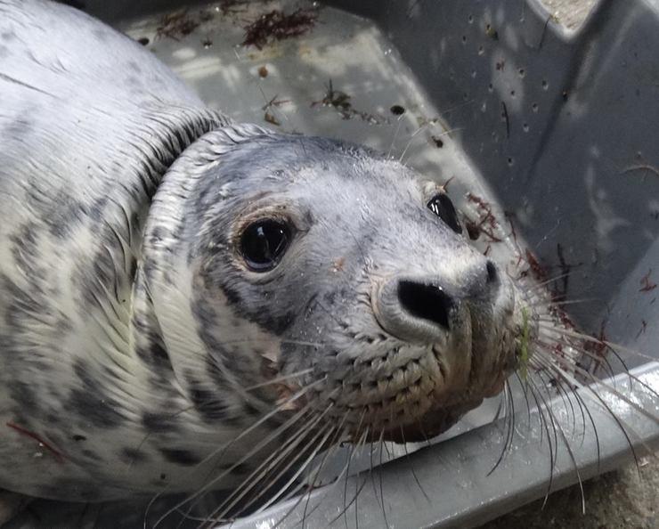 Exemplar de foca de só tres meses de idade atopado na Guarda 