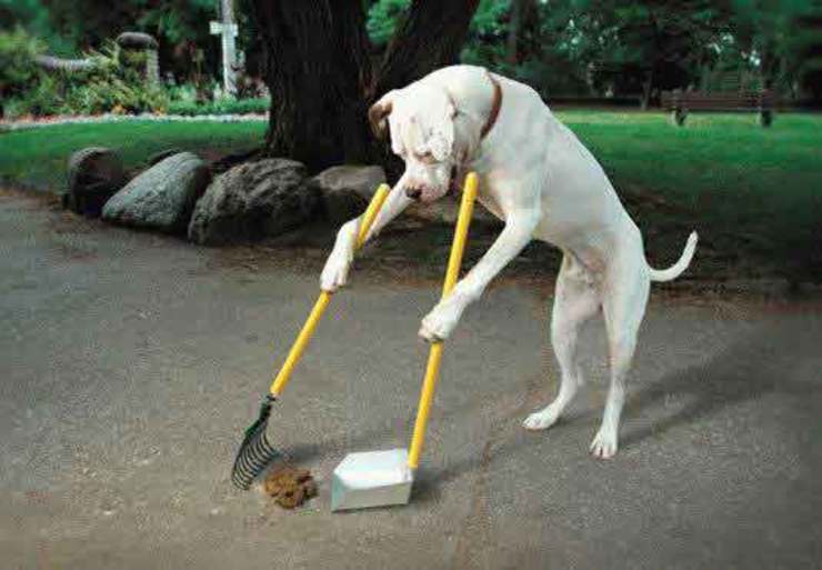 Fotomonaxe dun can limpando excrementos 