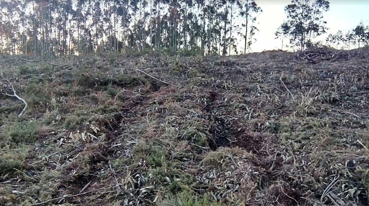 Maquinaria pesada arrasou unha necrópole magalítica para plantar eucaliptos 