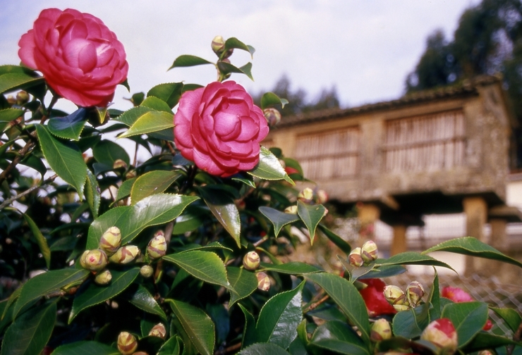 Camelias 