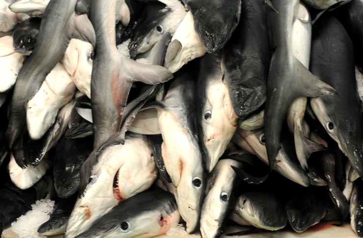 Tiburóns amoreados no porto de Vigo 