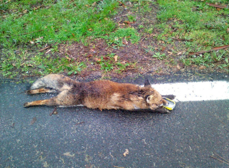 Raposo que apareceu morto nos montes de Silleda cunha lata de sardiña na boca / Petón do Lobo
