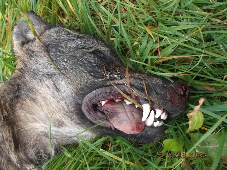 Lobo abatido en Coristanco 