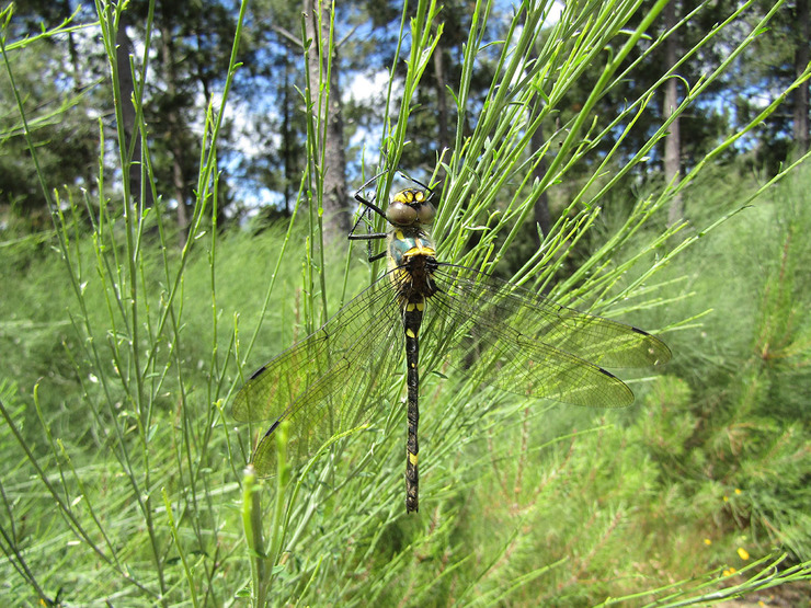 Exemplar de libélula 'Macromia splendens' 