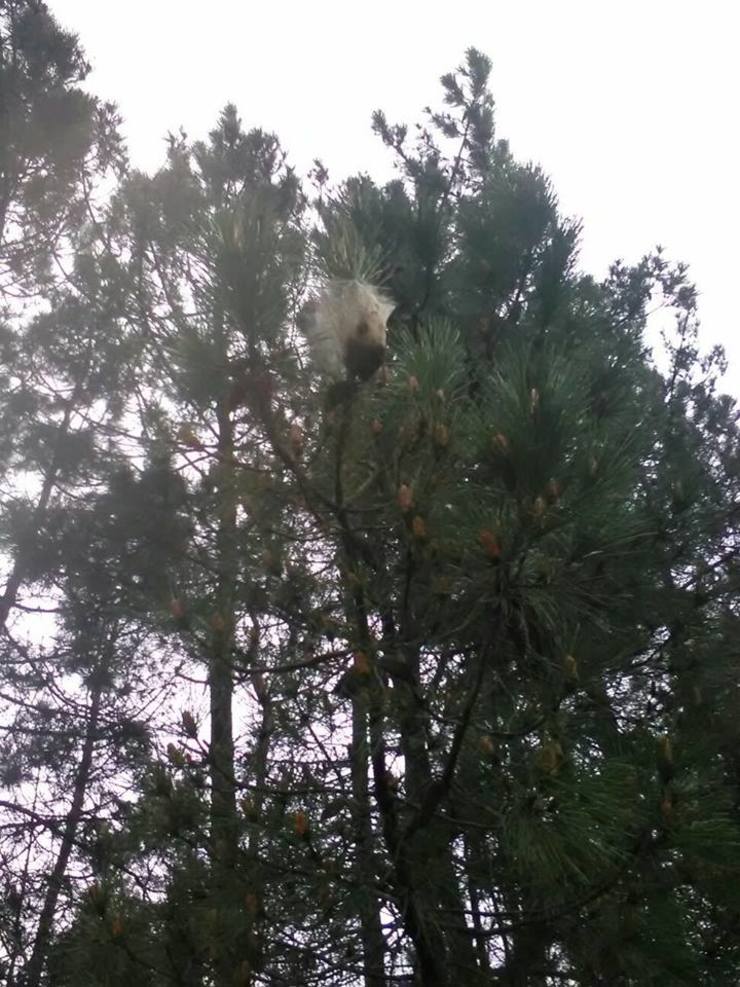 Piñeiros en Carnota 