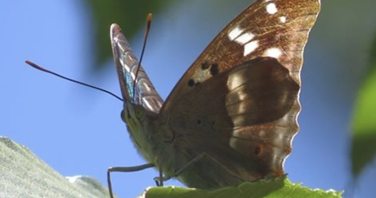 Exemplar de bolboreta Apatura ilia identificado na illa de Cortegada / SGHN.