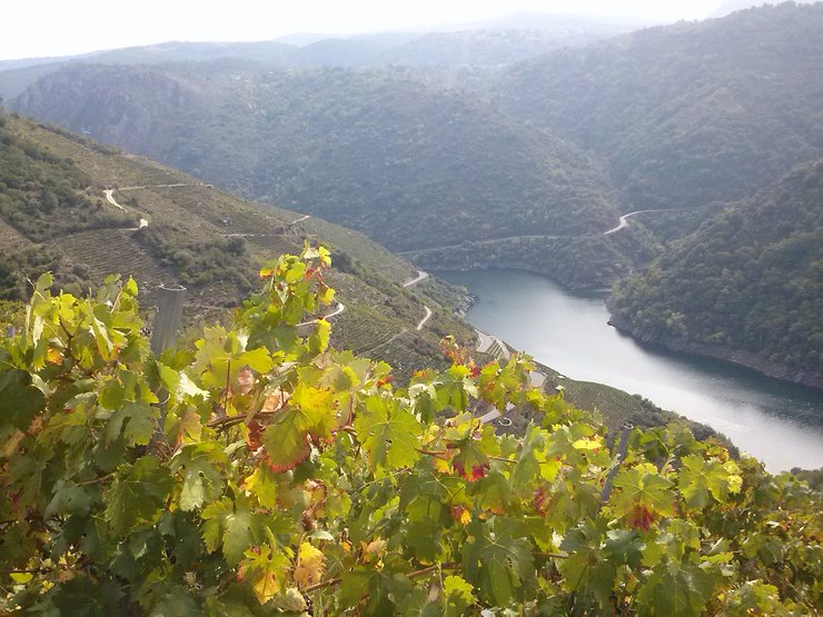 viñas na Ribeira Sacra